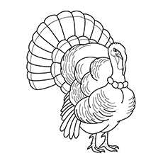 Royal palm turkey coloring page