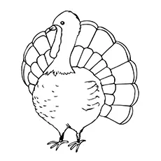 The turkey bird coloring page