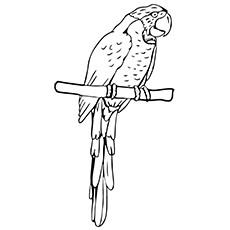 realistic parrot coloring page