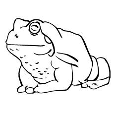 Toad frog coloring page