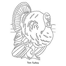 Tom-Turkey