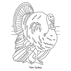 Tom turkey coloring page