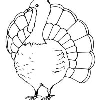 The f-turkey