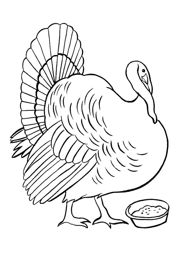 Turkey-Enjoying-His-Meal