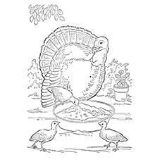 Turkey grazing on the grassland coloring page