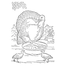 Turkey grazing on the grassland coloring page