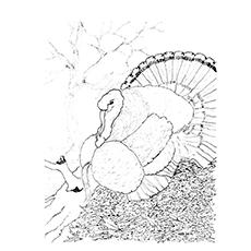 Wild turkey coloring page