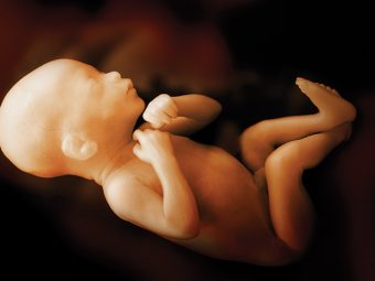 The Miraculous Journey Before You Leave The Womb - Know Your 