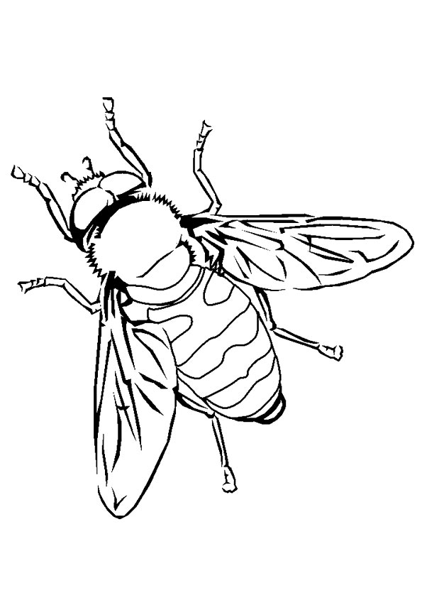 Buff-Tailed-Bumblebee