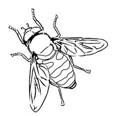 Buff tailed bumblebee coloring page