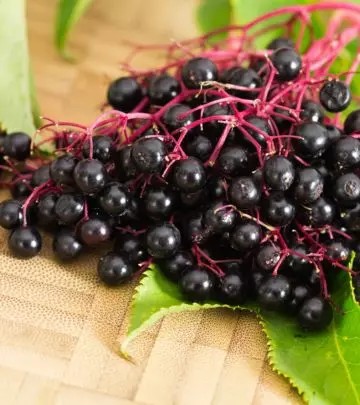 Can You Take Elderberry During Pregnancy