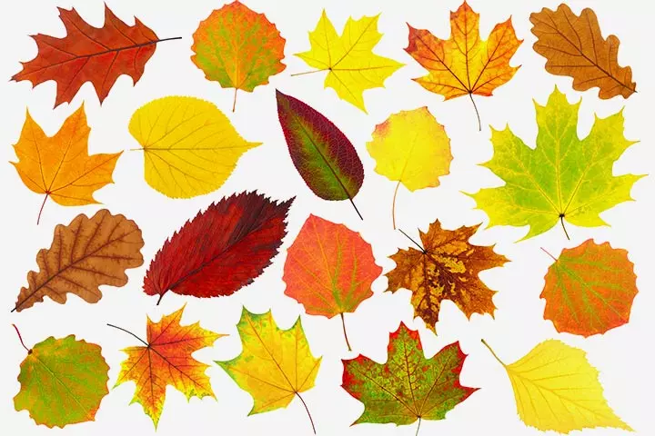 Leaf decoration for the window, Thanksgiving activities for toddlers/preschoolers