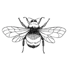 Red tailed bee coloring page_image