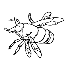 Brown banded carder bee coloring page
