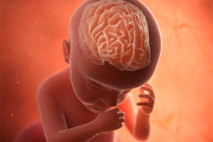 The fetus' brain develops fully in the final stages of pregnancy