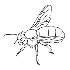 White tailed bumblebee coloring page