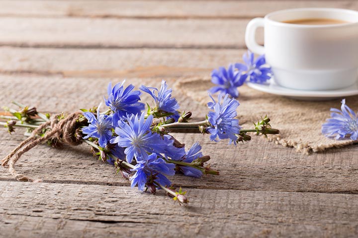 Chicory During Pregnancy Is This Herb Safe To Eat