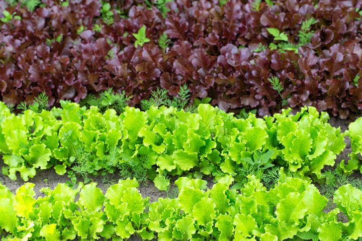 Different types of lettuce 