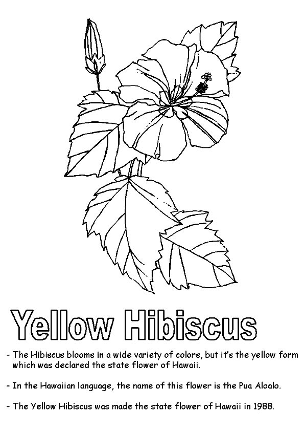Hawaiian-State-Flower
