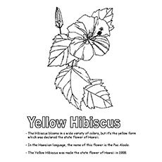 Hawaiian state flower coloring page
