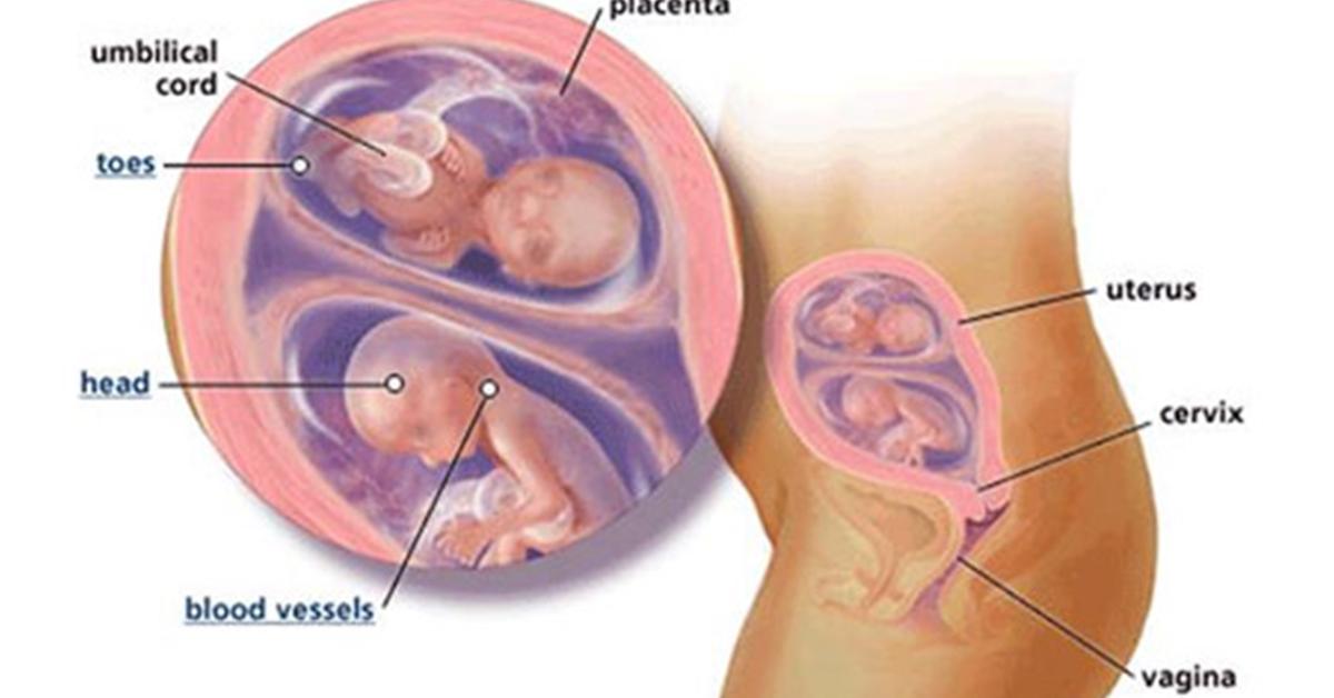 How To Get Pregnant With Twins Factors, Odds, Sex Positions-3157