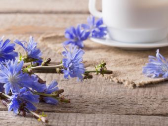Is-It-Safe-To-Eat-Chicory-During-Pregnancy