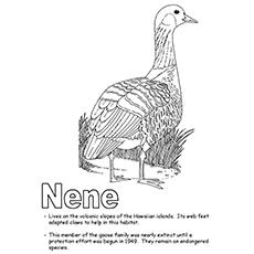 Nene