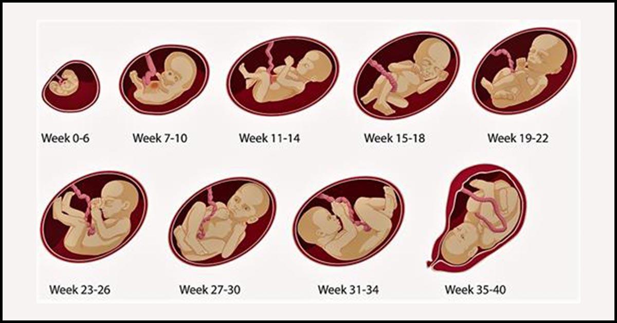 Fetal Development Calendar Week By Week - Elisha Madelon