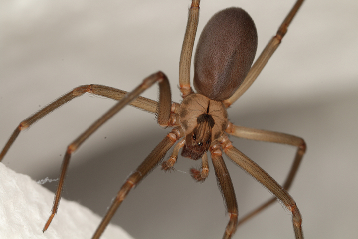 brown recluse bite pictures timeline