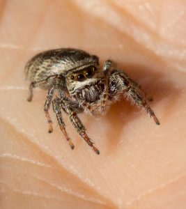 Spider Bite When Pregnant: Symptoms, Safety, And Treatment