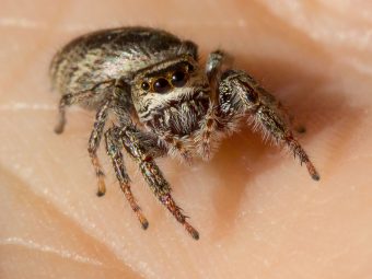 Spider-Bite-During-Pregnancy---2-Causes,-15-Symptoms-&-3-Treatments