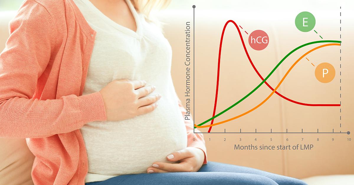 Pregnancy Hormones Everything You Need To Know