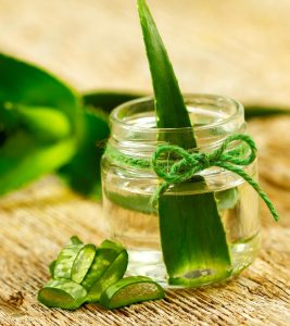 12 Interesting Facts About Aloe Vera For Kids