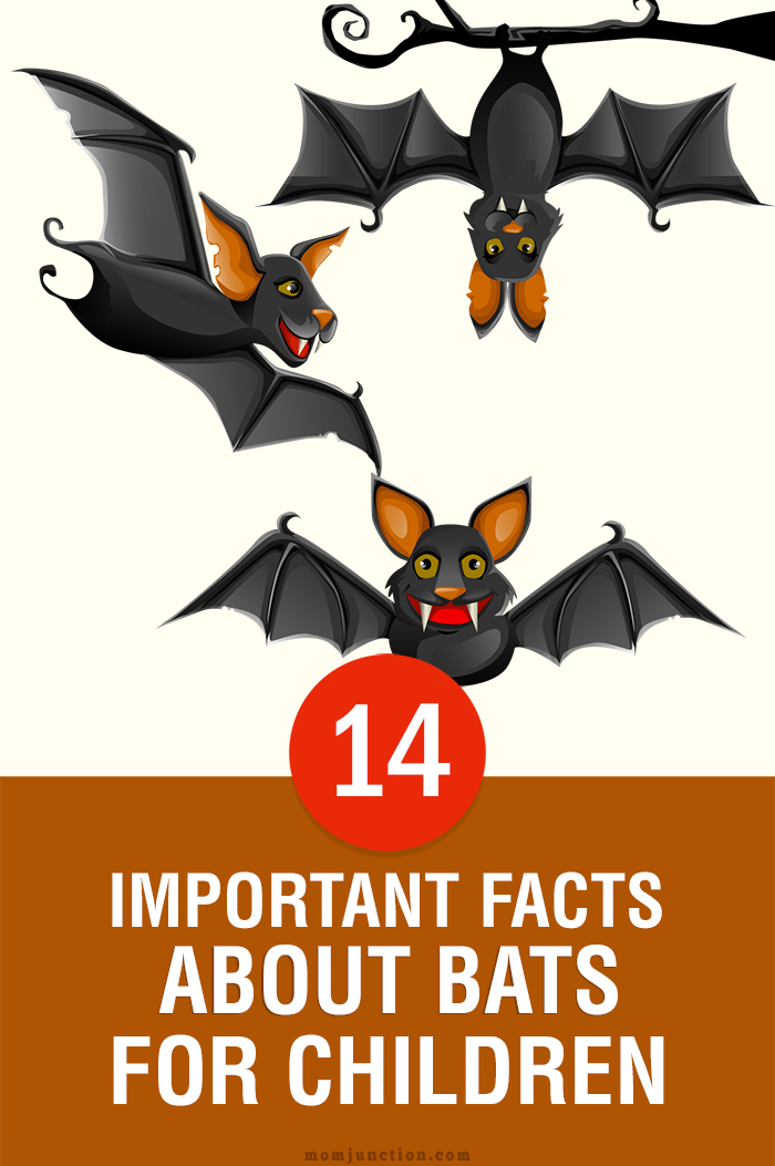 14 Important Facts And Information About Bats For Kids