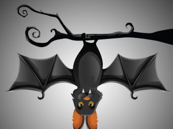 14 Fun And Informative Bat Facts For Kids