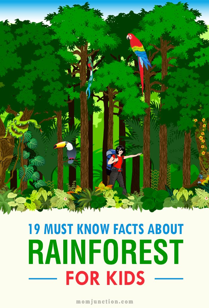 19 Must Know Rainforest Facts For Kids