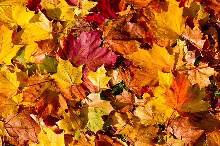 Autumn leaf collage art for kids