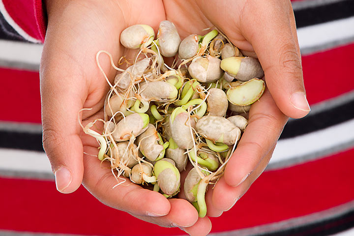Bean sprout science experiment for kids