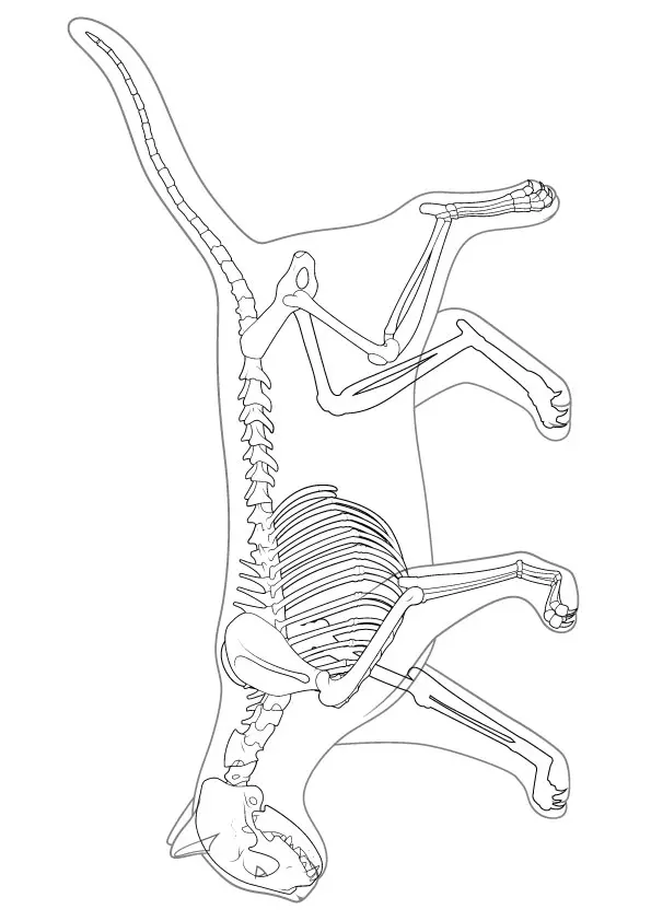 Cat-skeleton