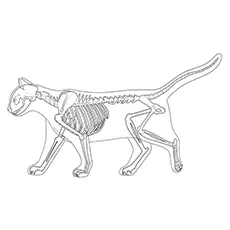 Cat-skeleton coloring page