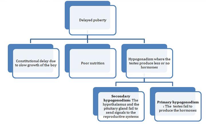 Stages Of Puberty Chart