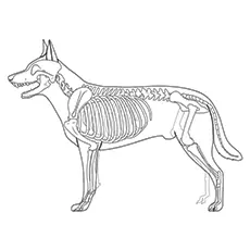 Dog-skeleton coloring page
