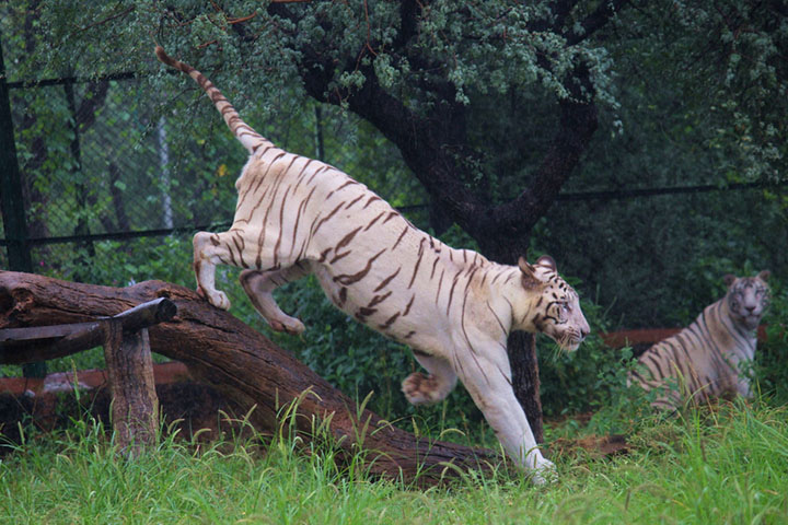 Jaipur Zoo, a must vist place