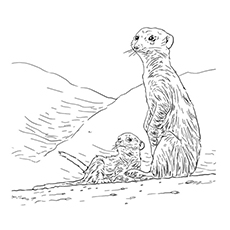 Meerkat mama and baby coloring page
