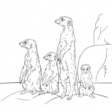 A group of meerkat coloring page
