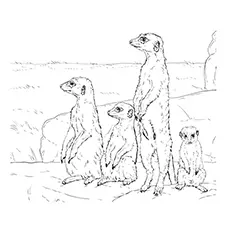A meerkat group coloring page_image