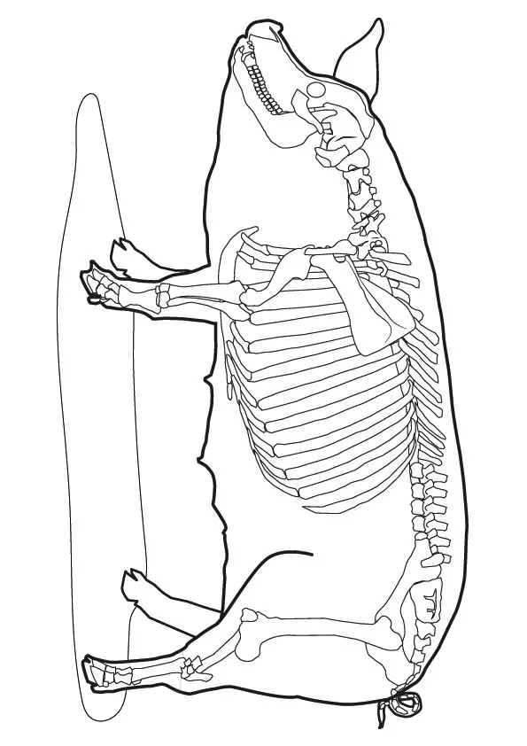 Pig-skeleton