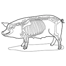 Pig-skeleton coloring page