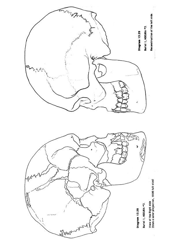 Skull-Anatomy