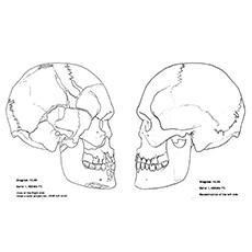 anatomy skull coloring pages